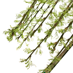 Caragana, 5 gal, Walker Weeping Top-Graft