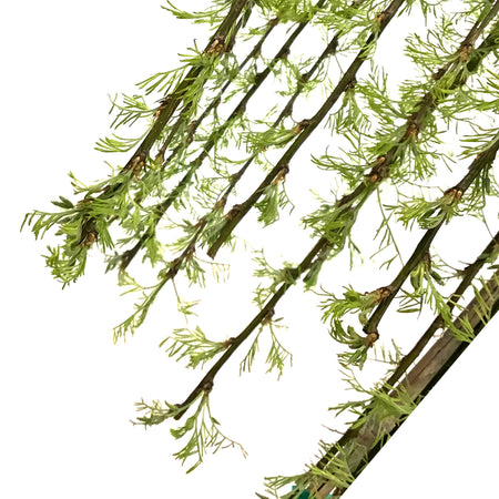 Caragana, 5 gal, Walker Weeping Top-Graft