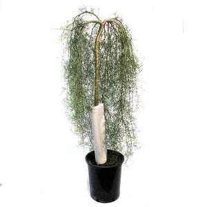 Caragana, 5 gal, Walker Weeping Top-Graft