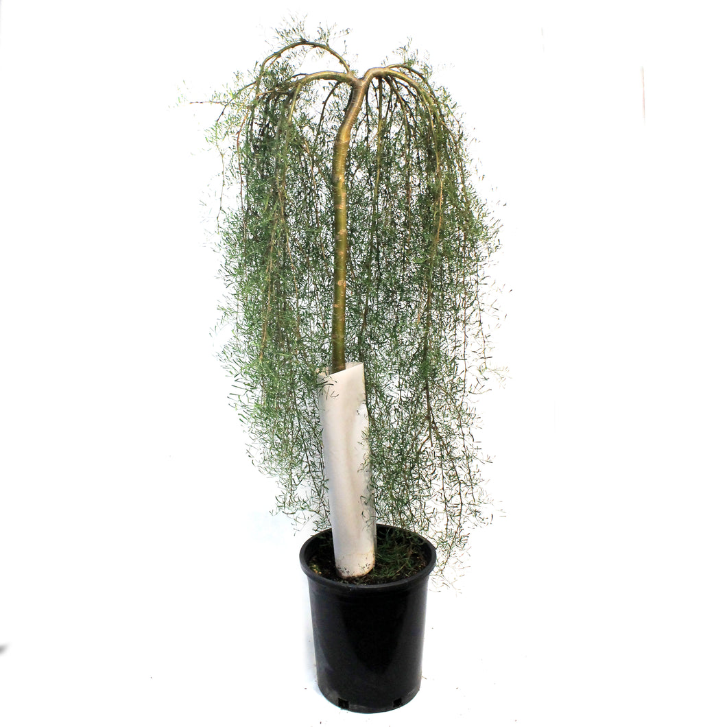 Caragana, 5 gal, Walker Weeping Top-Graft