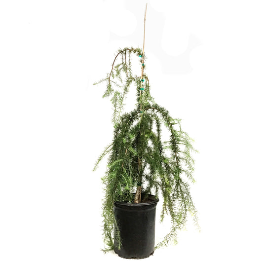 Larch, 5 gal, Weeping