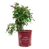 Rose, 2 gal, Easy El.® High Voltage