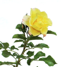 Load image into Gallery viewer, Rose, 2 gal, Rugelda Pavement
