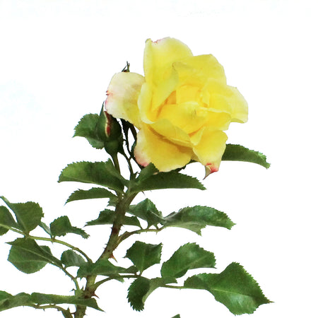 Rose, 2 gal, Rugelda Pavement