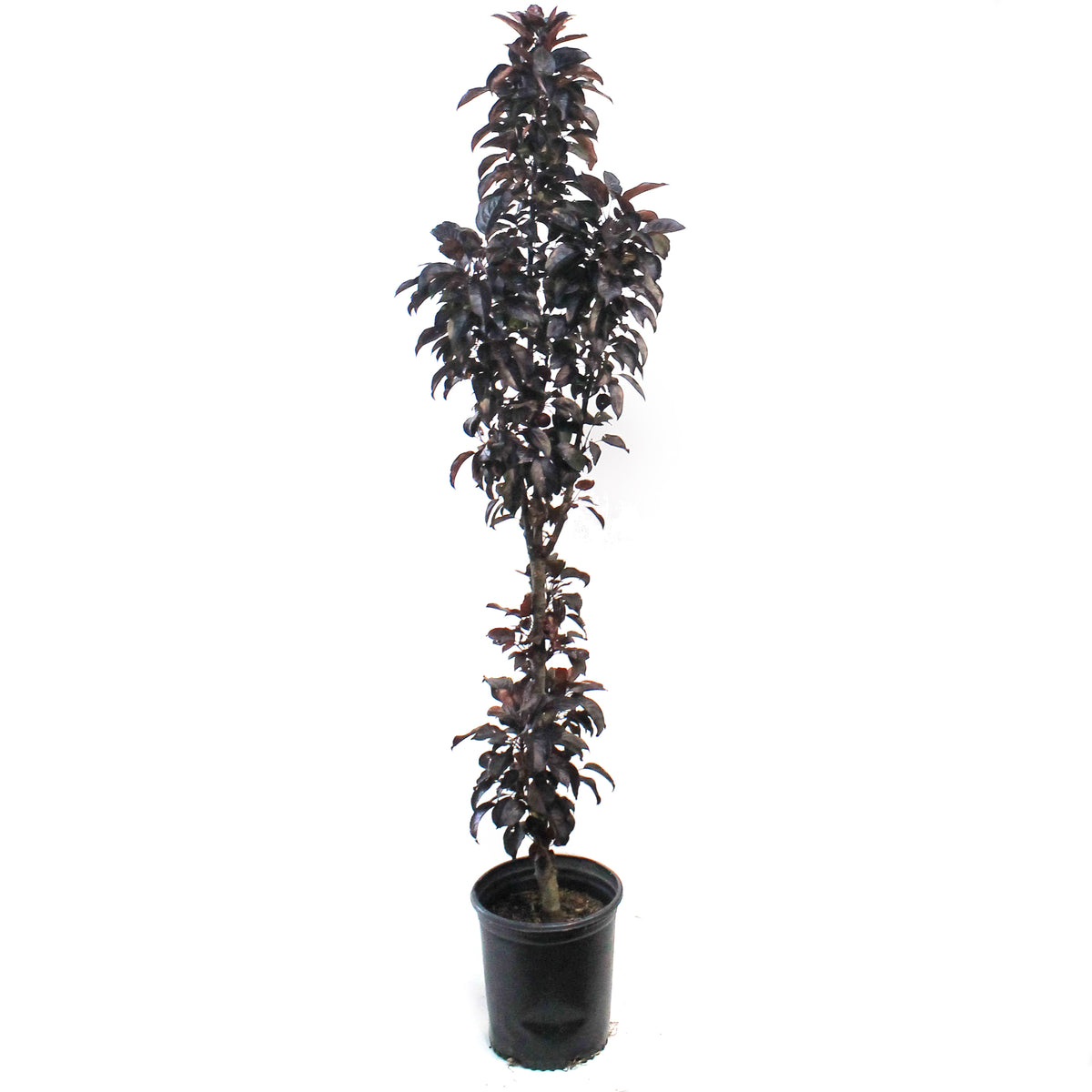Crabapple, 5 gal, Flowering, Midnight Spire™