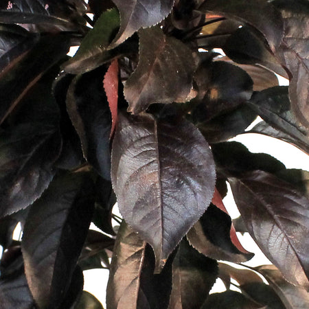 Crabapple, 5 gal, Flowering, Midnight Spire™