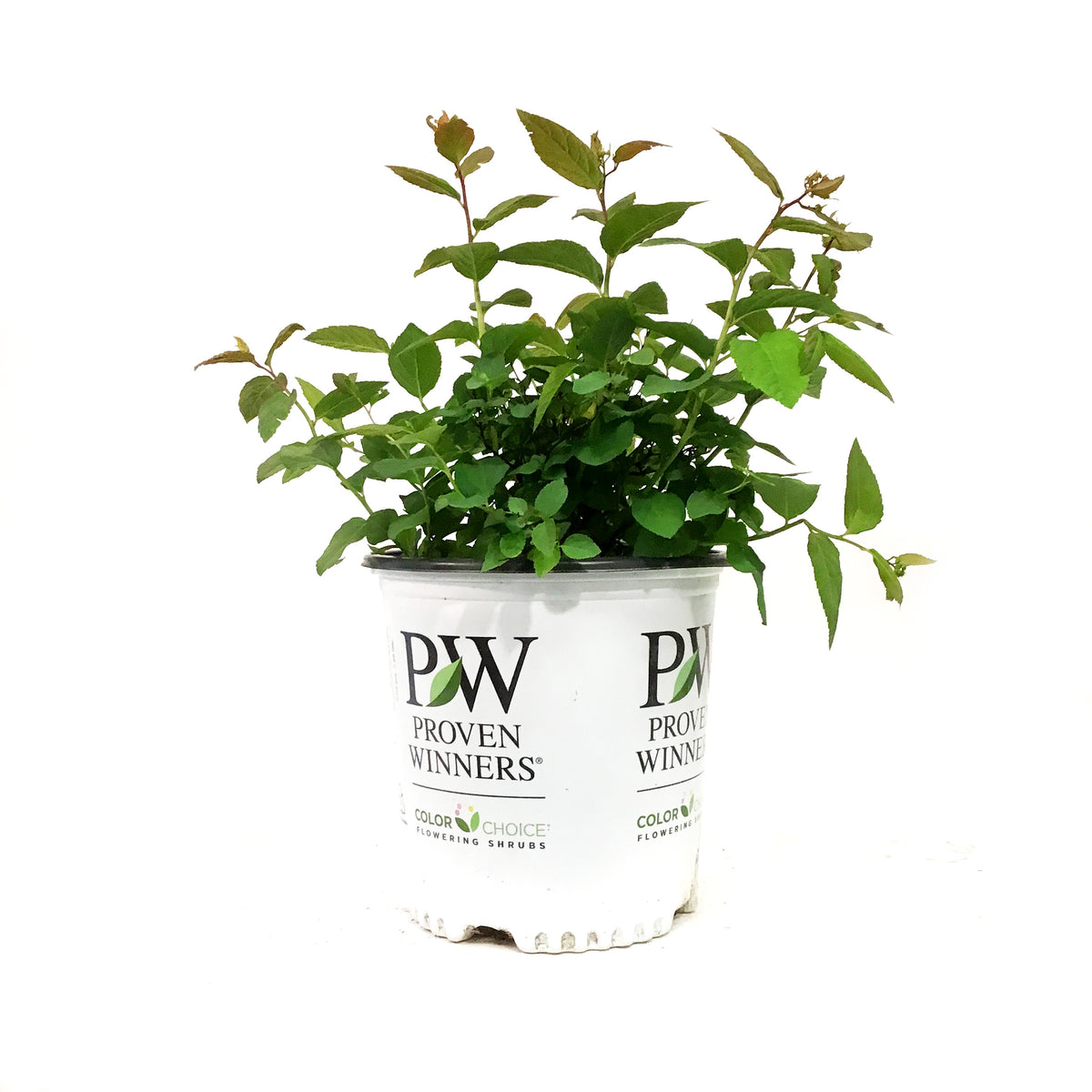 Spirea, 2 gal, Double Play® Blue Kazoo® – Floral Acres Greenhouse