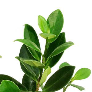 Ficus, 4in, Green Island Bush