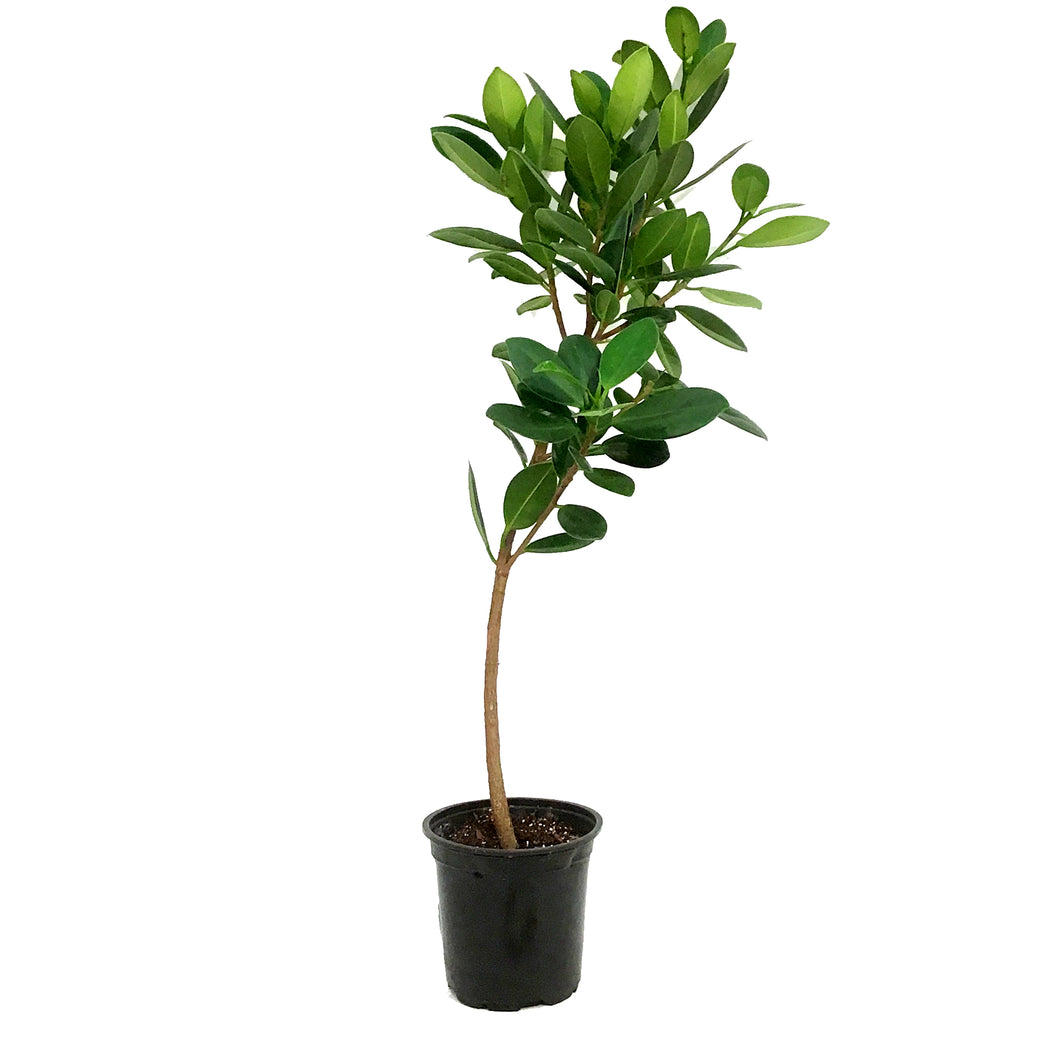 Ficus, 4in, Green Island Bush