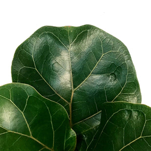 Ficus, 4in, Lyrata Little Sunshine