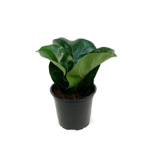 Ficus, 4in, Lyrata Little Sunshine