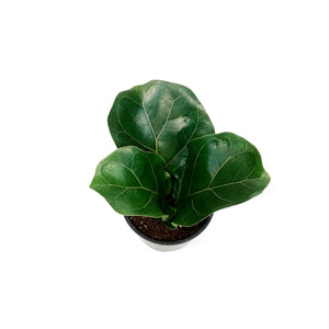 Ficus, 4in, Lyrata Little Sunshine