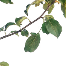 Load image into Gallery viewer, Crabapple, 5 gal, Kerr
