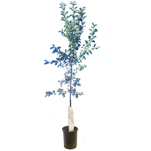 Crabapple, 5 gal, Kerr