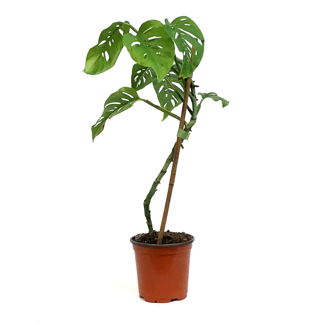 Monstera, 4in, Esqueleto