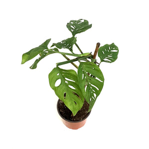 Monstera, 4in, Esqueleto