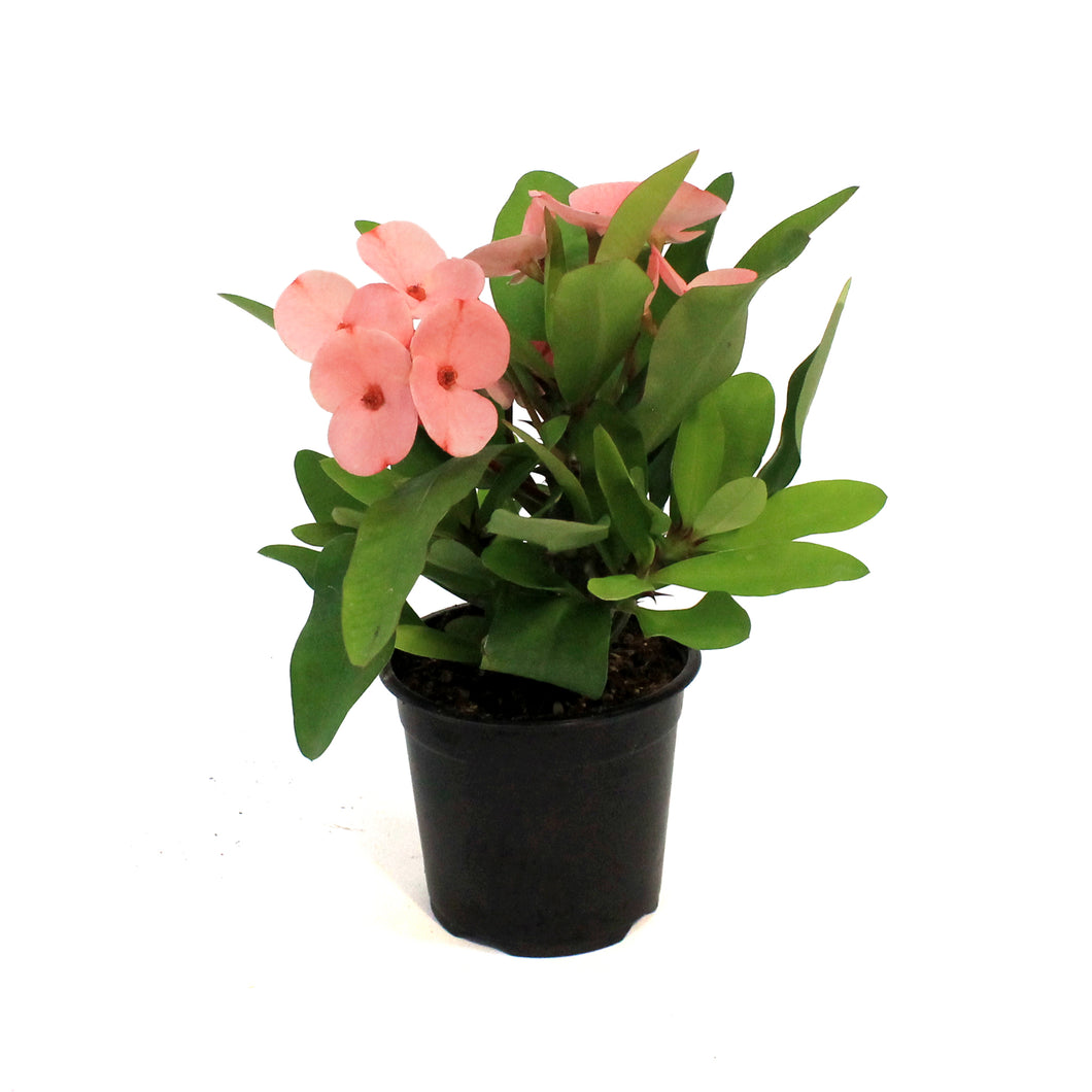 Euphorbia, 4in, Maxi Pink Cadillac