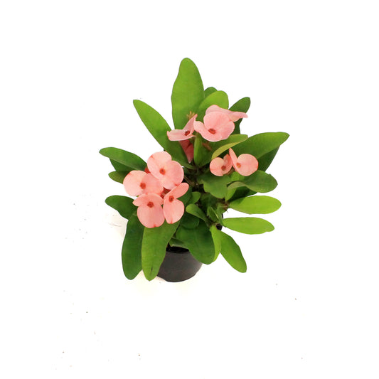 Euphorbia, 4in, Maxi Pink Cadillac