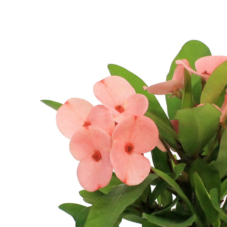 Euphorbia, 4in, Maxi Pink Cadillac