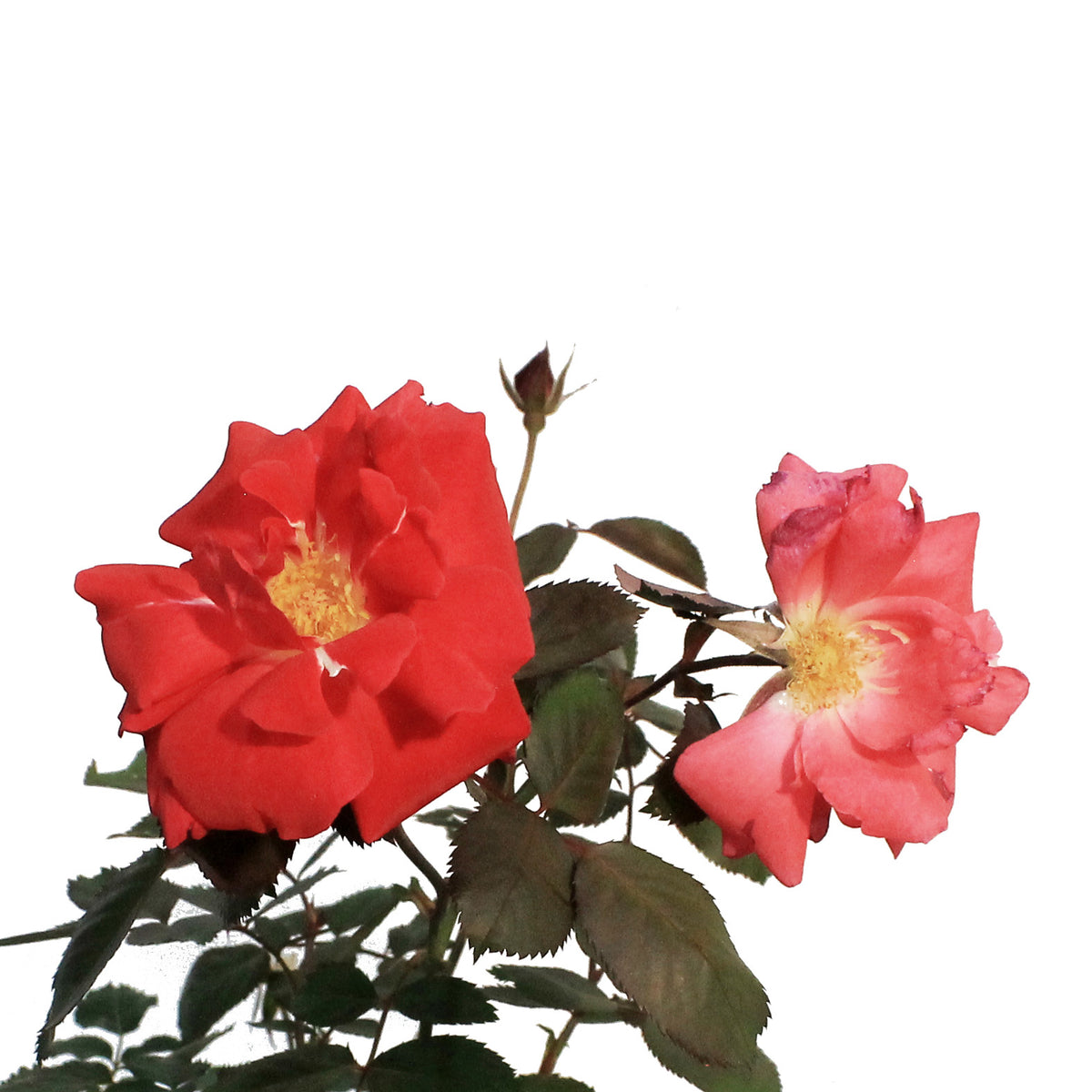 Rose, 2 gal, Winnipeg Parks