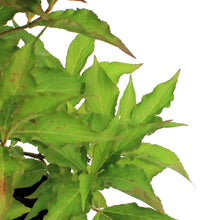 Load image into Gallery viewer, Weigela, 2 gal, Red Prince
