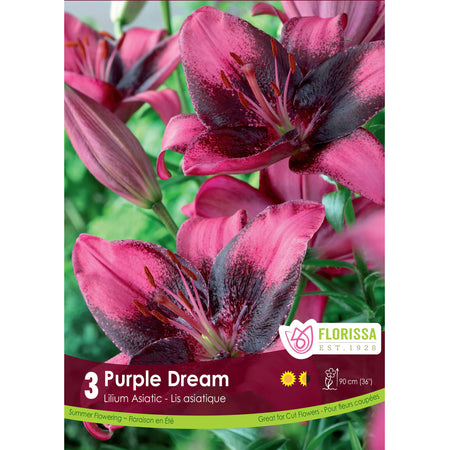 Lily, Asiatic - Purple Dream Bulbs 3 Pack