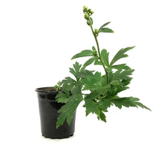 Load image into Gallery viewer, Aconitum, 1 gal, Arendsii Monkshood
