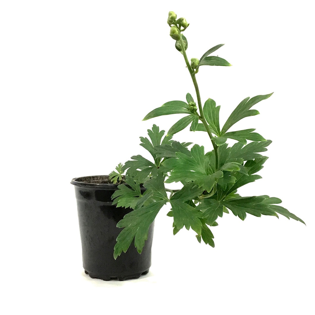 Aconitum, 1 gal, Arendsii Monkshood