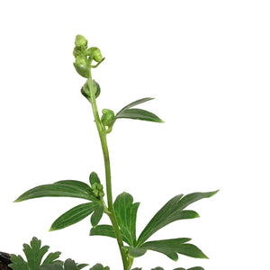 Aconitum, 1 gal, Arendsii Monkshood