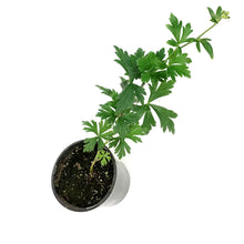 Load image into Gallery viewer, Aconitum, 1 gal, Arendsii Monkshood
