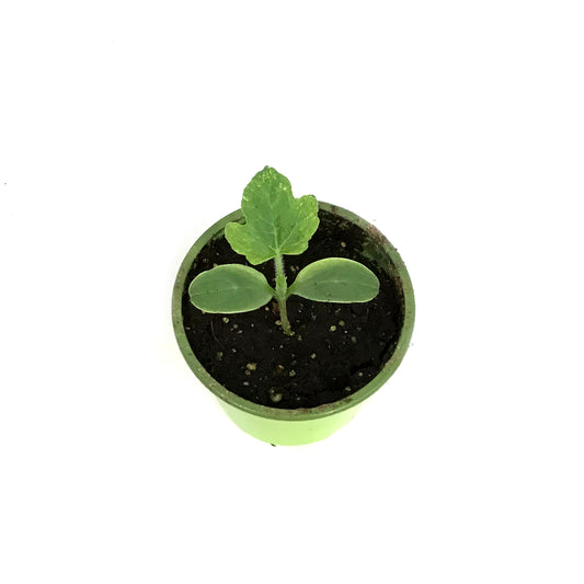 Funky Foods Watermelon, 4in, Yellow Baby