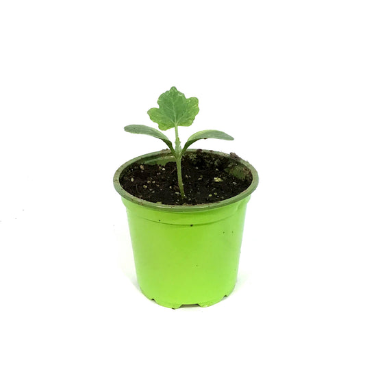 Funky Foods Watermelon, 4in, Yellow Baby