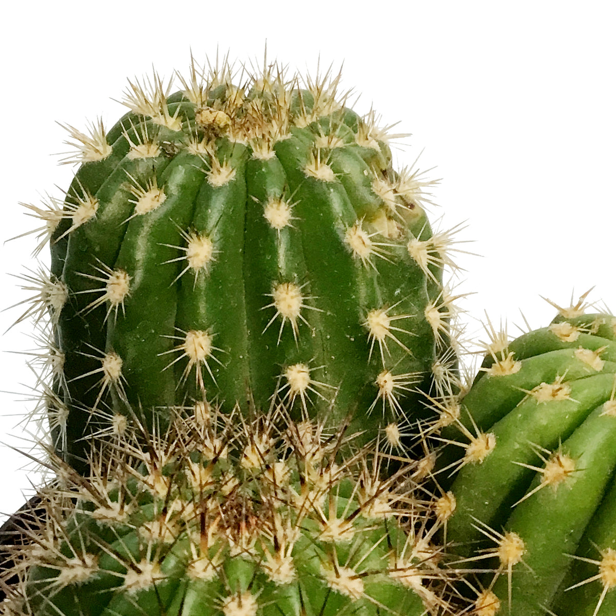 Cactus, 5in, Trichocereus grandiflorus Hybrid