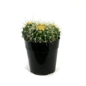 Cactus, 5in, E. grusonii 'Golden Barrel'