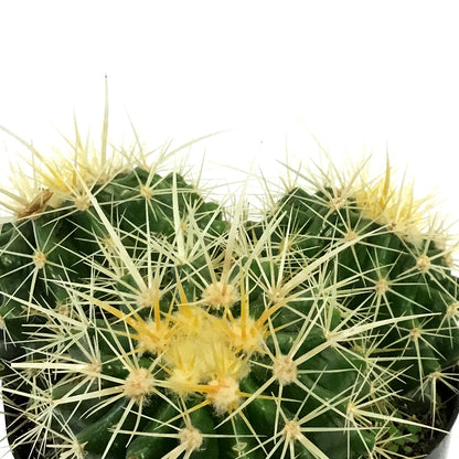 Cactus, 5in, E. grusonii 'Golden Barrel'