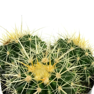 Cactus, 5in, E. grusonii 'Golden Barrel'