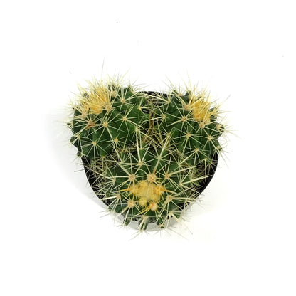 Cactus, 5in, E. grusonii 'Golden Barrel'