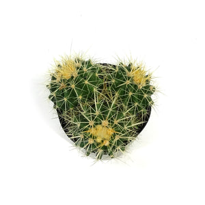 Cactus, 5in, E. grusonii 'Golden Barrel'