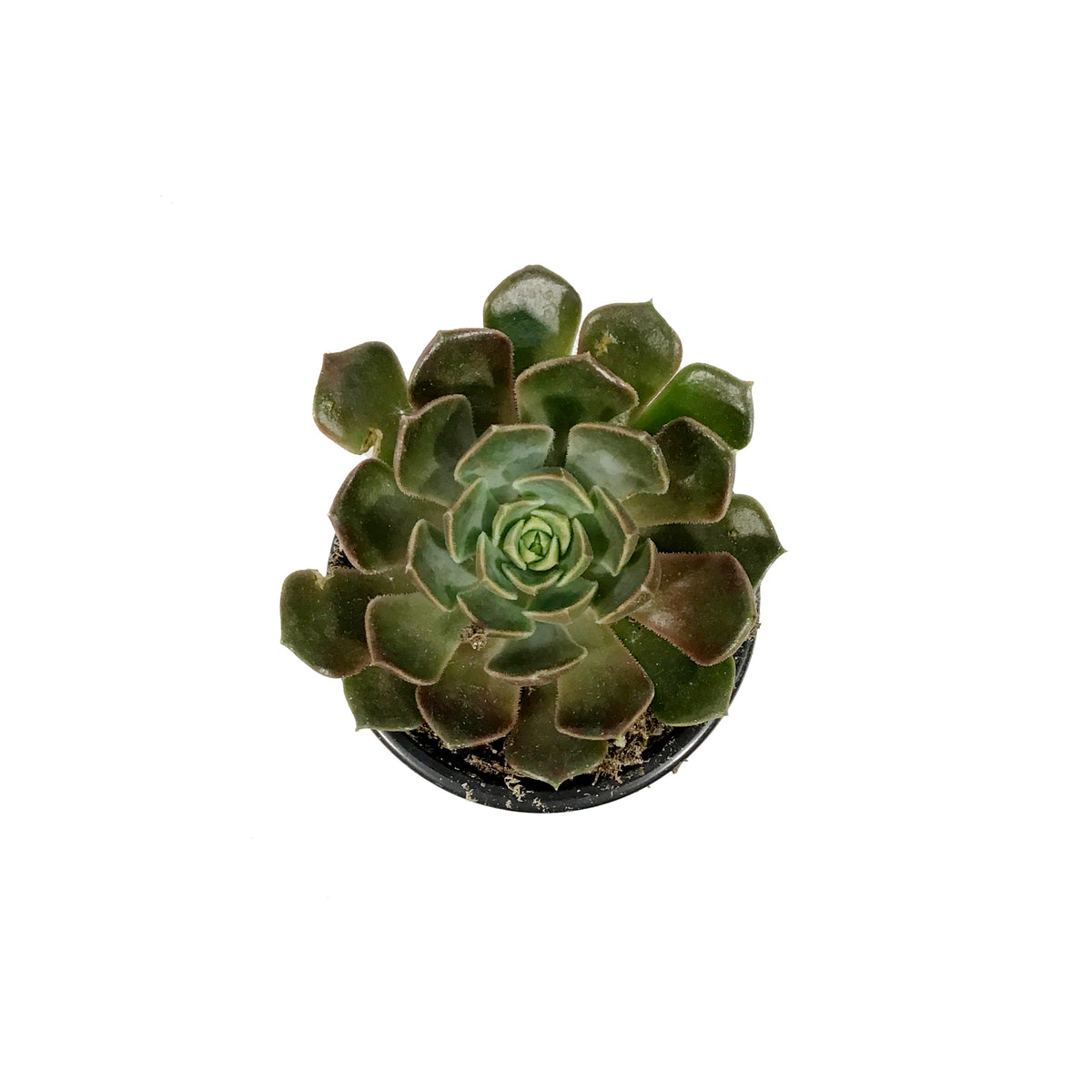 Succulent, 3.5in, Echeveria Brown Rose