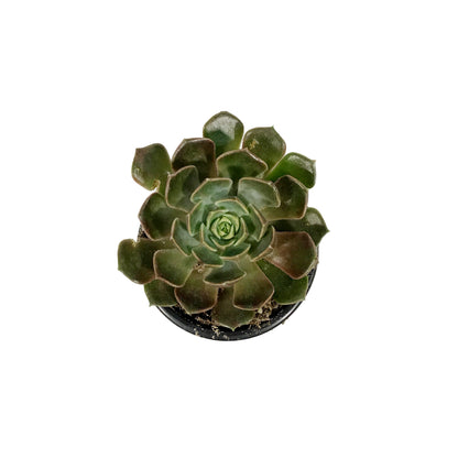Succulent, 3.5in, Echeveria Brown Rose