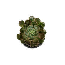 Load image into Gallery viewer, Succulent, 3.5in, Echeveria Brown Rose
