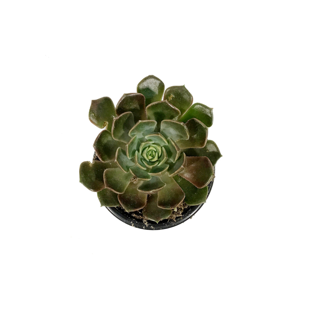 Succulent, 3.5in, Echeveria Brown Rose