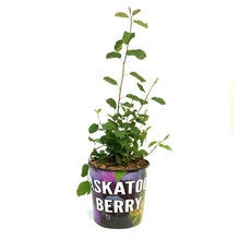 Load image into Gallery viewer, Saskatoon Berry, 2 gal, Northline
