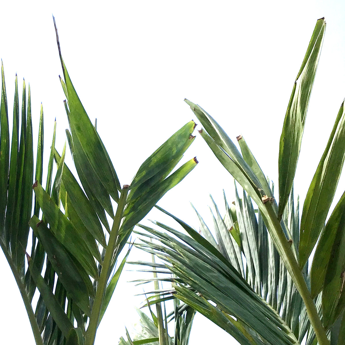 Palm, 21in, Adonidia Multi Stem
