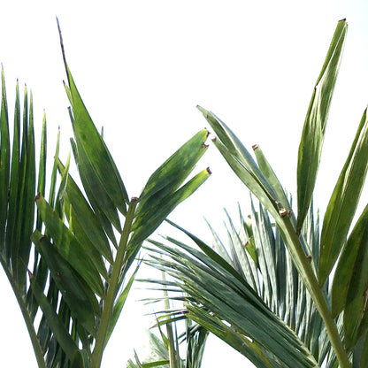 Palm, 21in, Adonidia Multi Stem