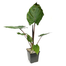 Load image into Gallery viewer, Alocasia, 5in, Metal Head
