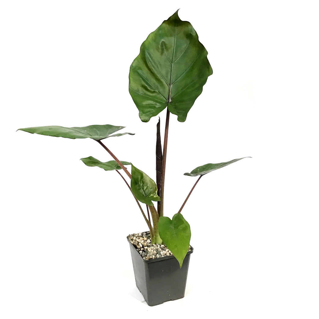 Alocasia, 5in, Metal Head