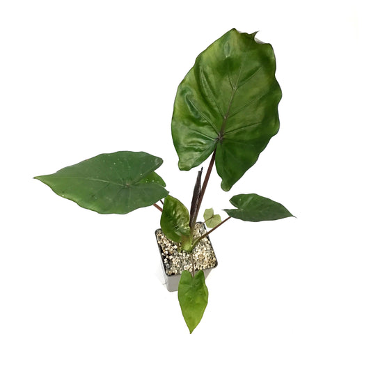 Alocasia, 5in, Metal Head
