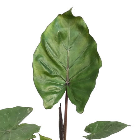 Alocasia, 5in, Metal Head