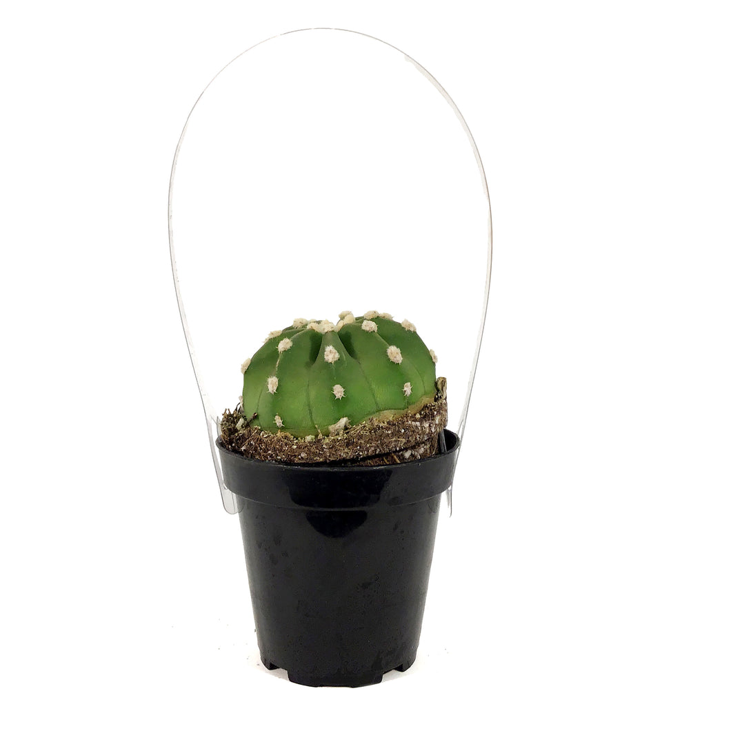 Cactus, 9cm, Echinopsis Subdenudatum dominos